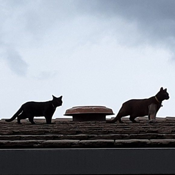 Follow Me, I Follow Back! - Picture 1 of 1